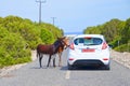 Karpaz Peninsula, Turkish Northern Cyprus - Oct 3rd 2018: Two cute donkeys standing on the countryside road by the car with Royalty Free Stock Photo