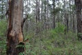 Karri and jarrah forest of the South West of Australia Royalty Free Stock Photo