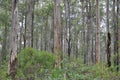 Karri and jarrah forest of the South West of Australia Royalty Free Stock Photo