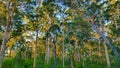 Sunset glow in the karri forest Royalty Free Stock Photo