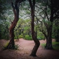 Karri trees at Boranup Forest - Margaret River, Western Australia Royalty Free Stock Photo