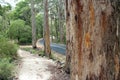 Karri Trees Boranup National Park West Australia Royalty Free Stock Photo