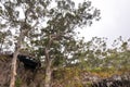 Karri Trees: Lake Cave Lookout Royalty Free Stock Photo