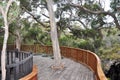 Karri Trees: Overlook Royalty Free Stock Photo