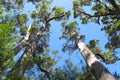 Karri Trees, West Australia Royalty Free Stock Photo