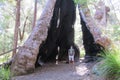 Karri Trees, West Australia