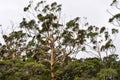 Karri Trees of Western Australia Royalty Free Stock Photo