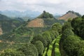 Karst mountains and kumquat trees plantation near Yangshuo