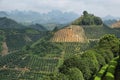 Karst mountains and kumquat trees plantation near Yangshuo