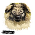 Karst Shepherd, Kraaki ovcar, Krasevec dog digital art illustration isolated on white background. Slovenia origin guardian