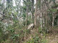 Karst stone and trees in the Guajataca forest in Puerto Rico