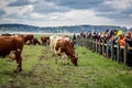 Many people watching when cows come out of the barn for summer pasture to graze. Royalty Free Stock Photo