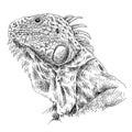 Sketch Iguana