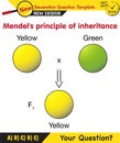 Biology, Heredity Combination, Mendelian genetics