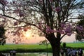 Kasetsart University Kamphaeng Saen Pink Trumpet Trees