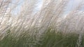 Kashful | Saccharum spontaneum| Kans grass Royalty Free Stock Photo