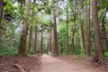 Approach to Kashima Shrine Kashima jingu Shrine in Kashima, Ibaraki Prefecture, Japan.