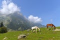 Grazing horses on the meadows of Sonamarg Sonmarg, Jammu and Kashmir, India