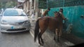 Indian people foreigner ride a horse in Leh main bazaar at Leh Ladakh city on July 1, 2017 in Jammu and Kashmir, India