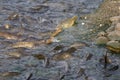KASHMIR LAKE FISH EAT