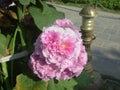 Kashmiri Beauty Flowers