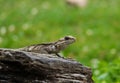 Kashmiri Rock Agama Lizard relaxing on stone