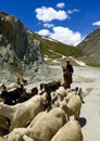 A Kashmiri Shepherd herding Goat in the Himalayas