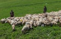 Kashmiri shepherd with sheep grazing Royalty Free Stock Photo