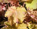 Kassandra Heuchera Plant with water drops in the early morning under sunshine.