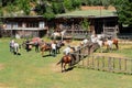 Kastamonu/Turkey-July 12 2020: A lot of horses getting ready for a ride on a farm Royalty Free Stock Photo