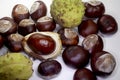 Chestnut Royalty Free Stock Photo