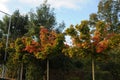 Pokles alebo jeseň počasie listy a v 