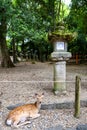 Deer in front of stone lantern covered with moss in Kasuga Taisha Shrine, Nara, Japan. Many lanterns in s row. Royalty Free Stock Photo