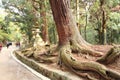 Kasuga Taisha Shrine, Nara,Japan