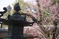 Kasuga-Taisha temple, torii, cherry blossoms and stone lanterns in Nara in Japan Royalty Free Stock Photo