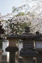 Kasuga-Taisha temple, torii, cherry blossoms and stone lanterns in Nara in Japan Royalty Free Stock Photo