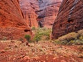 Kata Tjuta Red Rock Rock Formation, Northern Territory, Australia