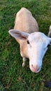 Katahdin ewe lamb looking up at camera Royalty Free Stock Photo