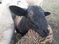 Katahdin ewe lamb peeking out from flock Royalty Free Stock Photo