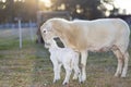 Katahdin sheep ewe caring for its white lamb Royalty Free Stock Photo