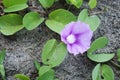 Katang-katang flower (Ipomoea pes-caprae) is a type of creeping plant that is often found on sandy beaches