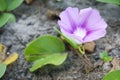 Katang-katang flower (Ipomoea pes-caprae) is a type of creeping plant that is often found on sandy beaches