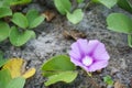 Katang-katang flower (Ipomoea pes-caprae) is a type of creeping plant that is often found on sandy beaches