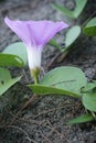 Katang-katang flower (Ipomoea pes-caprae) is a type of creeping plant that is often found on sandy beaches.