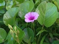 The katang-katang plant & x28;Ipomoea pes-caprae& x29; is a type of climbing plant and has wide leaves and purple flowers.