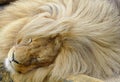 Katanga Lion Royalty Free Stock Photo
