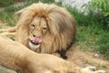 Katanga lion Royalty Free Stock Photo