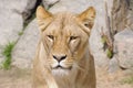 Katanga Lion - lioness Royalty Free Stock Photo