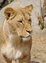 Katanga Lion - lioness Royalty Free Stock Photo