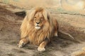 Katanga lion Royalty Free Stock Photo